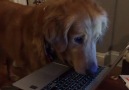 Golden Retriever LOVES squirrel video on computer