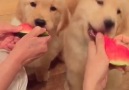 Golden retriever puppies love watermelon