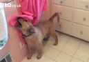 Golden Retriever puppy takes bath or shower every day by himself