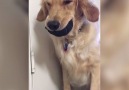 Golden retrievers have the best sense of humor!