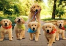 Golden Retriever Yavruları