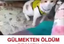 Gol Sonrası Gol Diye Bağıran Kedi. - Gülmek Garanti