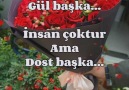 GöNüL PıNaRı.......... Güz Gülleri