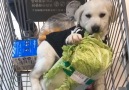 good boi eating his veggies