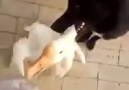 Good Dog Protects Owner From Goose