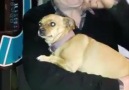 Görebileceğiniz en utangaç köpek ile tanışın