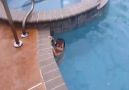 Görenleri Şaşkına Çeviren Doğuştan Yüzücü Bebek