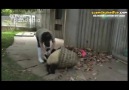 Görevliyi Çileden Çıkarmaya Ant İçen Pandalar