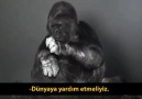 Goril Koko'dan Mesaj Var...