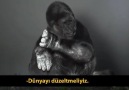 Goril Koko'nun insanlara mesajı var
