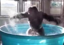 Gorilla break dances and breaks internet