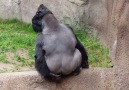 Gorilla Launches Poop At People