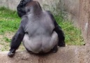 Goril tuvalet yaparken