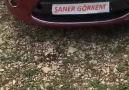 Görkem Şener İŞ BAŞINDA...!