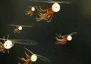 Goro Fujita Art - Helicopter Bugs Facebook