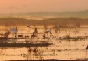 Gorongosa Milli Parkı'nda Balık Avı Şöleni