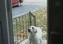 Görünmez kapıdan geçemeyen köpek günün en tatlı anı