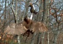 Goshawk vs Squirrel