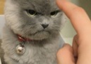 Gotta love this grumpy cat!