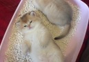 Gotta love those chubby kittens!