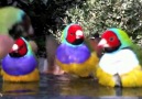 Gouldian Finch Bathing