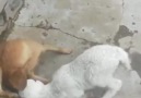 &Gözü Dönmüş&Dedikleri Bu Olsa Gerek