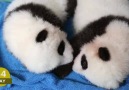 Gözünüzün Önünde Büyüyen Pandalar - 100 Gün