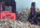 Gözüpek orangutan annesine sevgisini farklı bir yoldan gösterdi