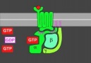 G protein sinyali