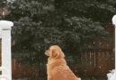 Gracie the golden retriever enjoys her first snowfall Credit JukinVideo