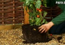 Grafting Tomatos to Potatos