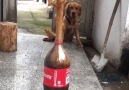 Graziatto - Amazing magic tricks you can do with Coca-Cola &lt3 Facebook