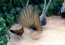 Great Argus Pheasant Mating Dance ! <3