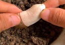 Great ideas - How to incubate new plant seeds Facebook