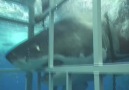 Great White Shark attack during cage dive! Guadalupe Mexico