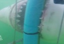 Great White Shark Attacks Metal Cage