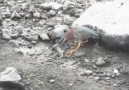 GREEN HERON CATCHES FISH WITH BAIT