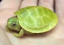 Green turtle