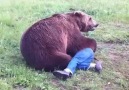 Grizzly Bear And His Trainer Wrestle On The Ground