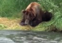 Grizzly with quick reflexes