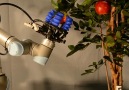 Groundbreaking farm-loving robots could change the future of agriculture.