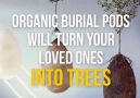 Grow Trees, Not Graves