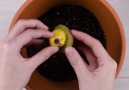 Grow your own fruit hybrids!