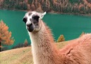 Guanaco enjoying beautiful scenery in Italy.By hynecheck IG