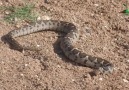 GUFİ VE BOZ YILANDAN KORUNMANIN YOLLARI... - Halk Mahkemesi Kıbrıs