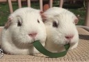 Guinea Pig Tug of War