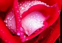 Gül Çiçek Kalp Resimleri