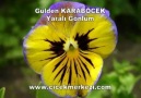 GÜLDEN  KARABÖCEK ---- YARALI GÖNLÜM