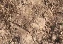 Gülme Duvarı - Sokağa çıkma yasağında Jandarmaya yakalanan...