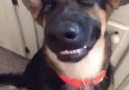"gülümseyen köpek" - sizi de gülümsetecek. :).